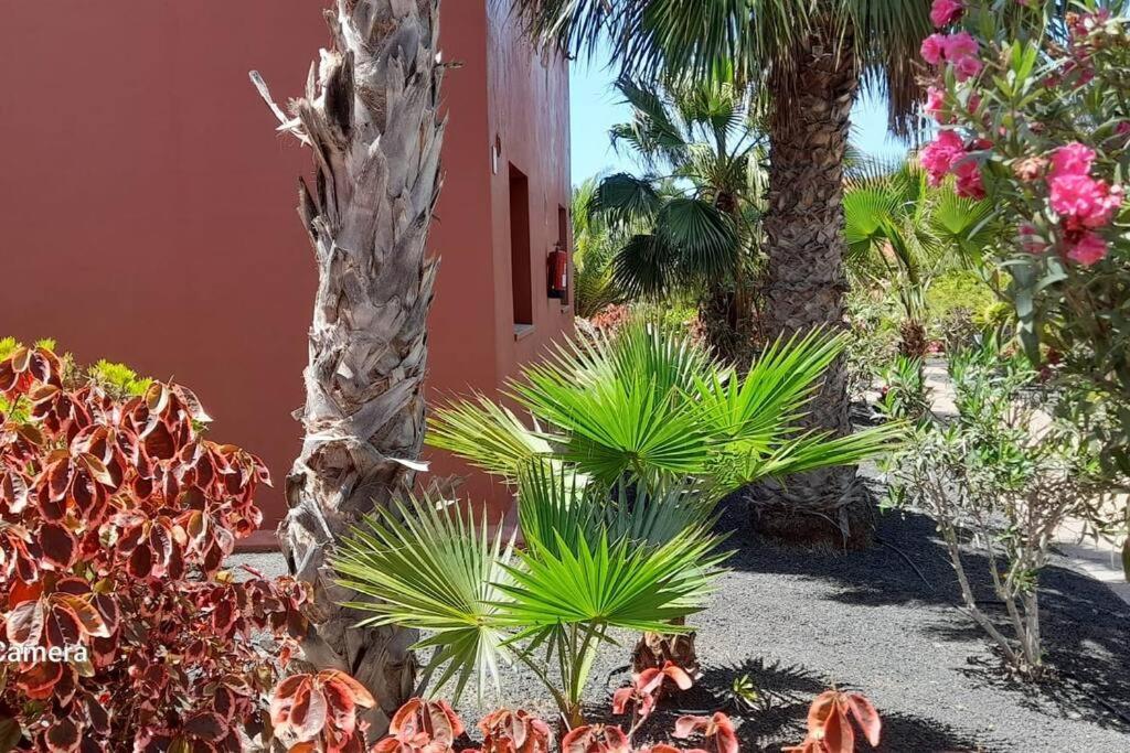 Apartment Cumbre Vieja Fuerteventura Corralejo Eksteriør bilde